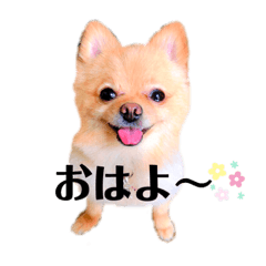[LINEスタンプ] ポメラニアンらぶ