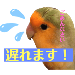 [LINEスタンプ] オカメ時々コザクラさん