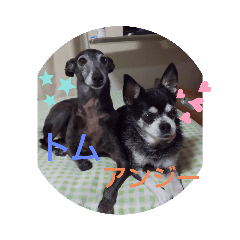 [LINEスタンプ] 我が家の愛犬  アンジーとトム  05