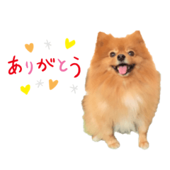 [LINEスタンプ] 愛犬ポメラニアンのルルくん