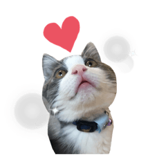 [LINEスタンプ] 保護猫かんぱちさんのスタンプ
