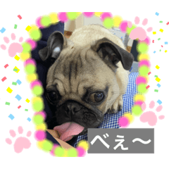 [LINEスタンプ] パグパグパラダイス③