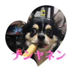 [LINEスタンプ] 琥太郎トゥデイ