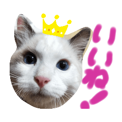[LINEスタンプ] ラグのマシュくん