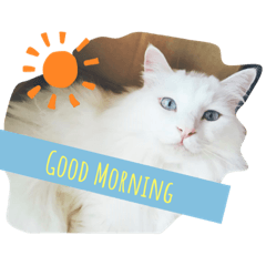 [LINEスタンプ] しろねこ日常