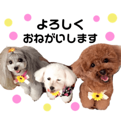 [LINEスタンプ] 日常の幸せ3Poodle♬