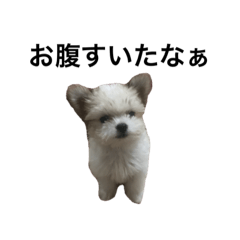 [LINEスタンプ] ぽぽまるすたんぷ