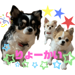 [LINEスタンプ] ぺーしぃーココ