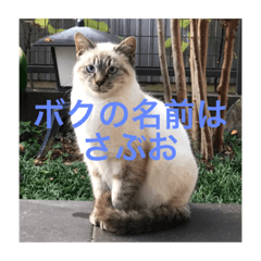 [LINEスタンプ] ボクの名前はさぶお