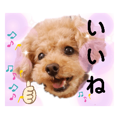 [LINEスタンプ] ラブリーごん太トイプードル兄妹2