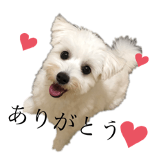 [LINEスタンプ] ふらっふぃースタンプ