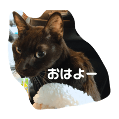 [LINEスタンプ] ゆてんちのにゃんず2