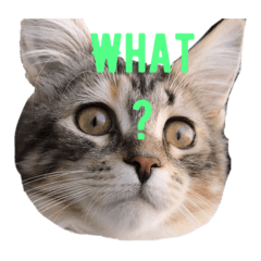 [LINEスタンプ] にゃんこのゆきち
