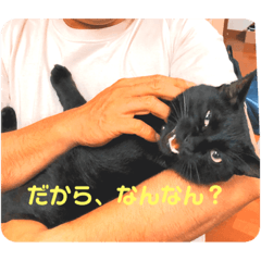 [LINEスタンプ] 黒猫・あめちゃん・関西弁