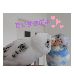 [LINEスタンプ] 愛しのインコちゃん♡