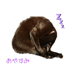 [LINEスタンプ] 黒猫かいさん