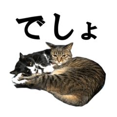 [LINEスタンプ] ねこが言う・伍