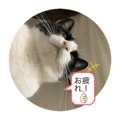 [LINEスタンプ] ハニー猫2