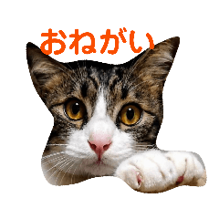 [LINEスタンプ] 日常生活 HINA