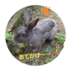 [LINEスタンプ] チャロだよ♪
