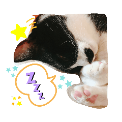 [LINEスタンプ] ニャンコのいる生活