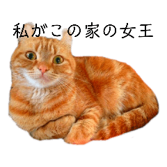 [LINEスタンプ] 猫のスタンプ アメリカンカール ver.