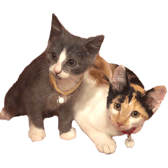 [LINEスタンプ] ひめとひよ