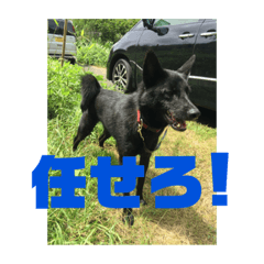 [LINEスタンプ] 甲斐犬のかいくん