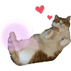 [LINEスタンプ] 我が家の【みぞれ】
