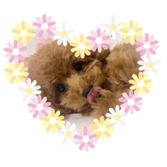 [LINEスタンプ] ポコちゃん日常スタンプ