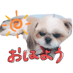 [LINEスタンプ] シーズーとチワワのMIX      コロン