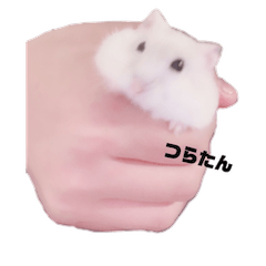[LINEスタンプ] みぞれたんスタンプ