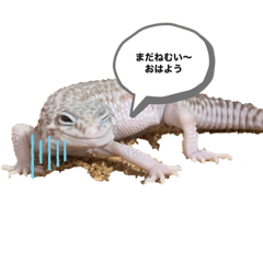 [LINEスタンプ] レオパ時々ハム