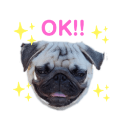 [LINEスタンプ] パグのむぎ2