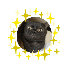 [LINEスタンプ] 黒猫のじじくん