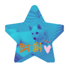[LINEスタンプ] 白い豆柴犬