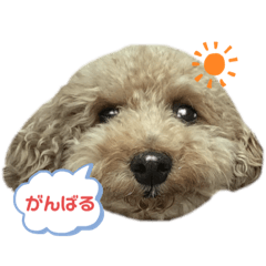 [LINEスタンプ] はっぴー毎日スタンプ