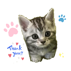 [LINEスタンプ] リアル猫スタンプ1