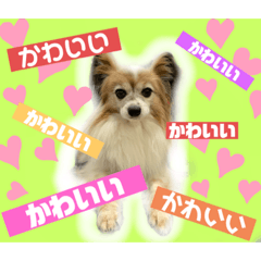 [LINEスタンプ] 我が家の愛犬パピヨンのたろう