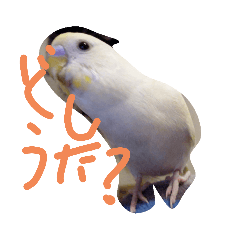 [LINEスタンプ] 可愛いシーリンスタンプ
