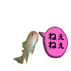 [LINEスタンプ] うみのいきものたちの会話
