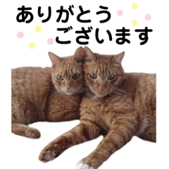 [LINEスタンプ] 可愛いネコ【写真】ももたろう＆さくら