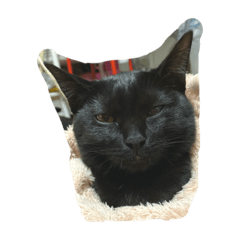 [LINEスタンプ] 猫チャン時々鳥時々メガネ