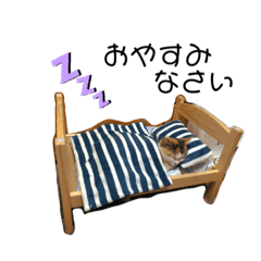 [LINEスタンプ] 短足マンチカンのメル