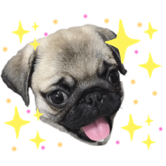 [LINEスタンプ] パグのぽんず♂②