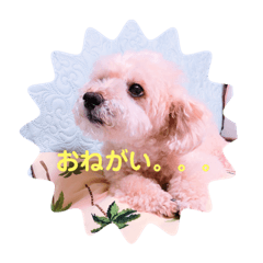 [LINEスタンプ] 愛犬まろんさん2