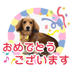 [LINEスタンプ] モフ毛のダックス2