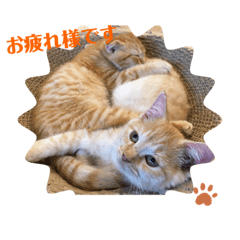 [LINEスタンプ] cutes2animals