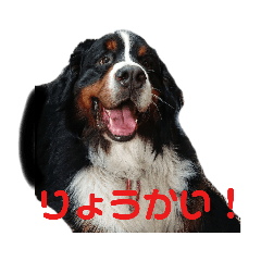 [LINEスタンプ] バーニーズのかわいい日常スタンプ