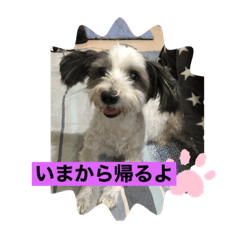 [LINEスタンプ] わんこ123